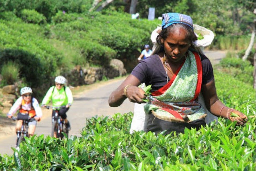 Tea plucker