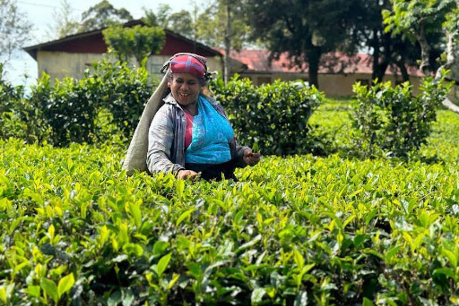 Tea plucker