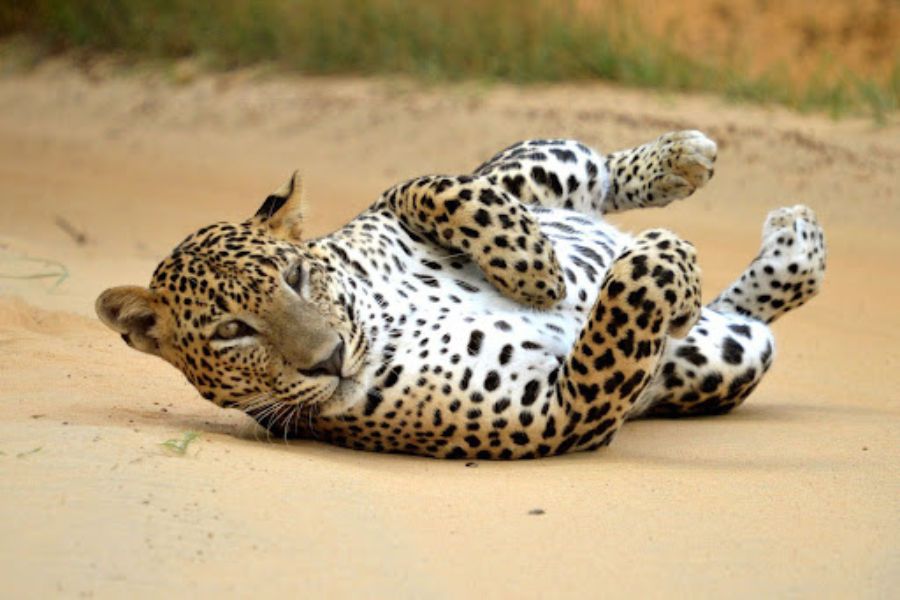A leopard in Sri Lanka 