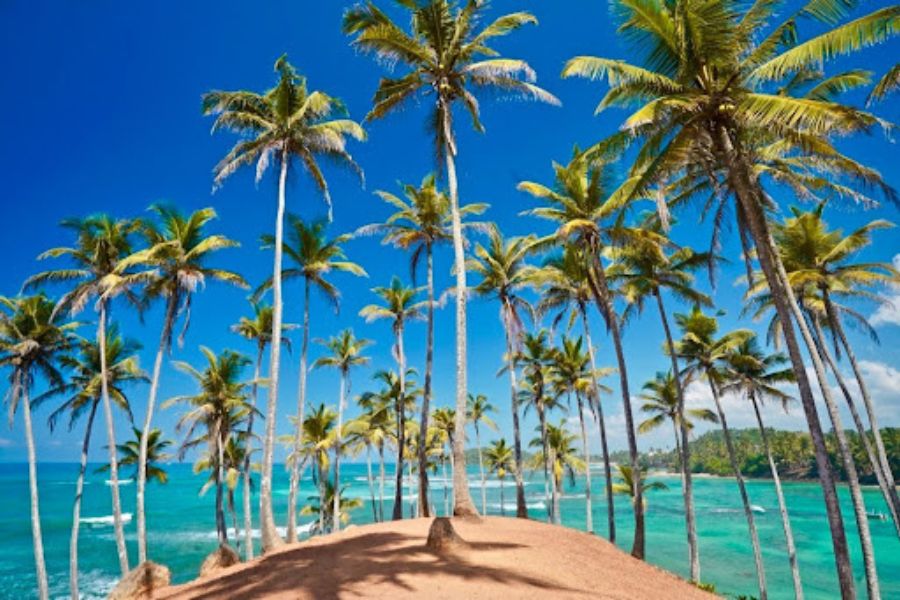 Miriss in Sri Lanka